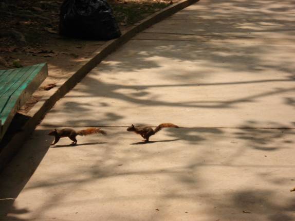 Esquilos correm no parque Francisco Miranda, o maior de Caracas, na Venezuela (2007)